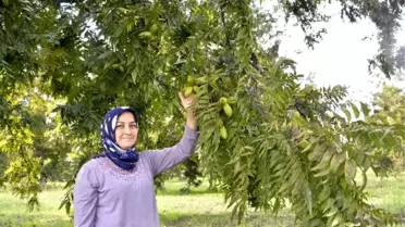 66 yıl önce Amerika'dan getirilen pikan cevizinin kilosu 40 TL'den satılıyor