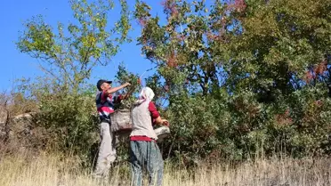 Çitlembik, papatya ve hatmi çiçeği Manisa'nın geçim kapısı oldu
