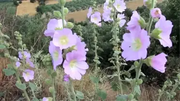 Çitlembik, papatya ve hatmi çiçeği Manisa'nın geçim kapısı oldu