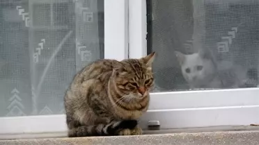 Soğuk havada aynı karede iki farklı yaşam
