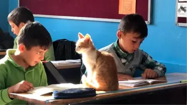 'Limon', köy okulunun maskotu oldu