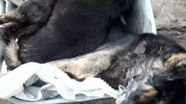 Bartın'da 6 köpeğin ölümüyle ilgili inceleme başlatıldı