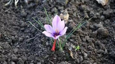 Amasyalı çiftçinin safranda deneme ekimi olumlu sonuç verdi