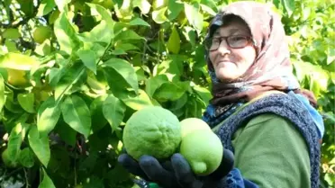 Coğrafi işaretli lamas limonu, üreticinin yüzünü güldürdü