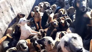 Kamyonla Mersin'e getirilen köpekler, Alanya'ya geri gönderildi