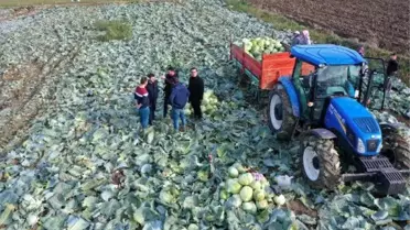 Lahana fiyatı üreticiden tüketiciye gidene kadar 4 kat artıyor