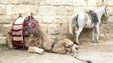 Türkiye’den 10 sanatçı, 180 yıl sonra aynı rotada