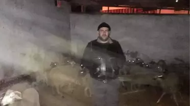 Çalıntı koyunlarla yakalandılar