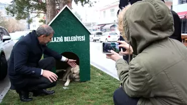 Elazığ'da 'Köpek Dostu ilçe' kış nedeniyle kulübelerle donatıldı