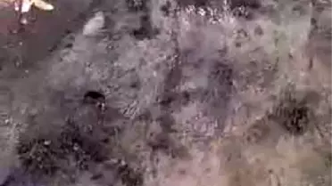 Mahsur kalan köpeği iple yanına inerek kurtardı