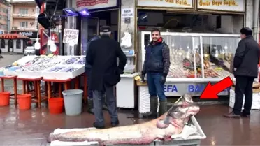 Zıpkınla yakalanan dev yayın balığı görenleri şaşırttı