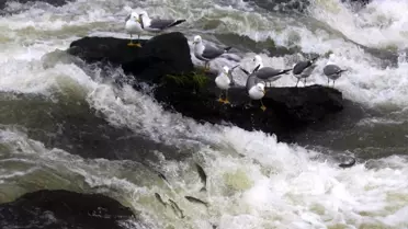 İnci kefali bölgenin markası oldu