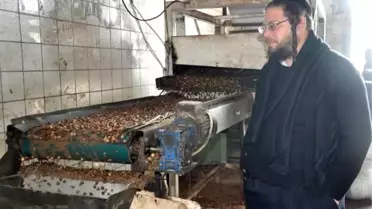 Afyonkarahisar'da, haham gözetiminde fındık yağı üretimi