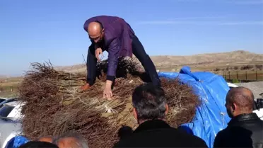 Gercüş'te çiftçilere Amerikan asma fidesi dağıtıldı