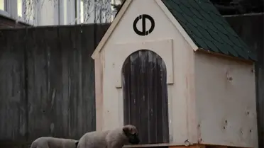 Rektör Çomaklı, köpek ve yavrularını yuvasız bırakmadı