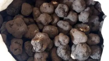 İranlı yolcuların valizlerinden 83 kilo trüf mantarı çıktı