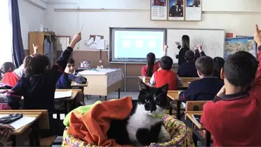 Sokak kedisi 'Hüsnü', okulun 860'ıncı öğrencisi olarak derslere girmeye başladı