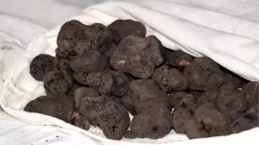 80 kilo trüf mantarı, ihale ile satışa çıkarıldı (2)