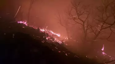 Trabzon'daki orman yangını