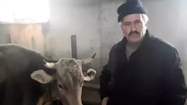 Sivas'ta mahsur kalan inek için seferber oldular