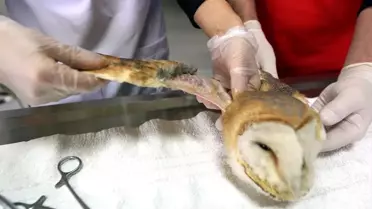 Kuş Cenneti'nde yaralı bulunan peçeli baykuşun kanadına metal pim takıldı