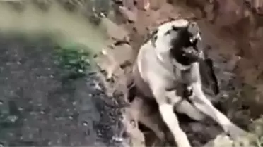 Türkiye'yi ayağa kaldıran görüntü! Zehirlenip çukura atılan köpek can çekişerek öldü
