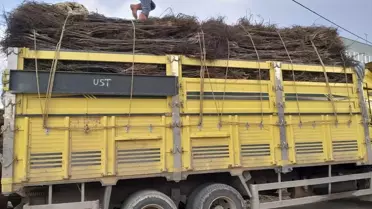 Bandırma'da üretilen ceviz fidanlarından 5 milyonu ihraç edildi