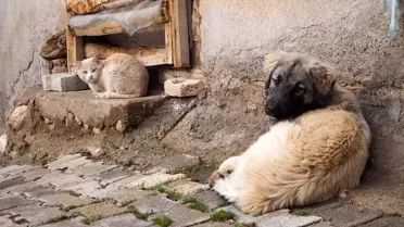 Bozkır'da sokak ve yaban hayvanları kış aylarında aç kalmayacak