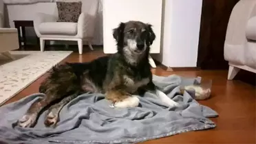 Silivri'de kurşunlanan ve felç kalan köpekle ilgili sevindirici gelişme