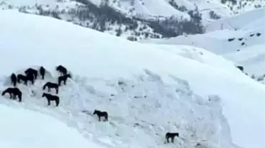 Hakkari Valiliği sahipsiz atlara sahip çıktı