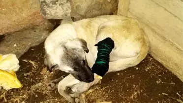 Tüfekle ayağından vurulan köpeğe şefkat eli