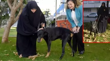 Doberman cinsi köpek 'Bobo' ameliyat edilmezse göremeyecek