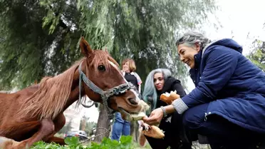 Mersin'de dere kenarına bırakılan bitkin durumdaki at tedavi edilecek