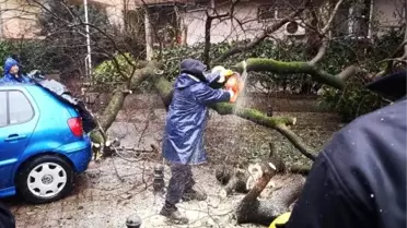 Kadıköy'de ağaç otomobilin üstüne devrildi