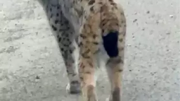 Karayoluna inen vaşak kamerada