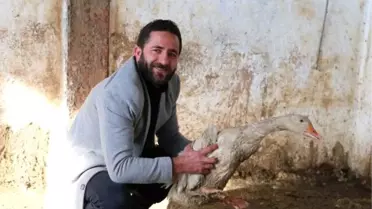 30 büyükbaş hayvanını sattı, 30 bin kazı oldu