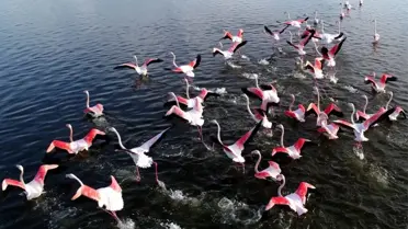 Kış mevsimi ılıman geçince flamingolar göç etmedi