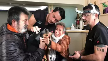 Bakan Pakdemirli'nin sahip çıktığı Görme yetisini kaybeden 'Bobo'nun' tedavisine başlandı