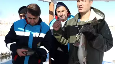 Buz gibi havada alabalık sağımı