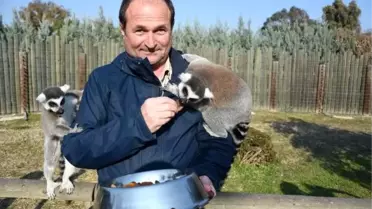 Sasalı'daki maymun ve lemurlar çerez ve kuru meyveyle besleniyor