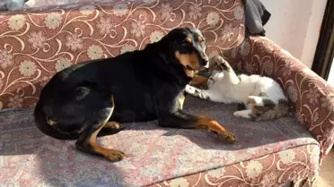Kedi ile köpeğin dostluğu görenleri şaşırtıyor