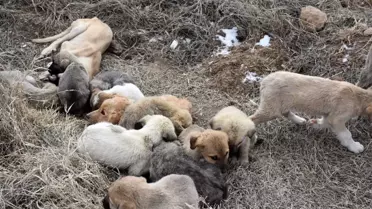 Aksaray'da yavru köpekler soğukta ölüme terk edildi