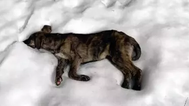 Çöp depolama alanında ölü köpekler bulundu
