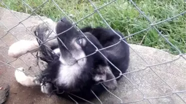 Bahçe tellerine sıkışan köpeği itfaiye kurtardı