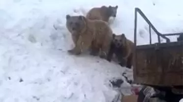 Boz ayılar kış uykusuna yatmadı