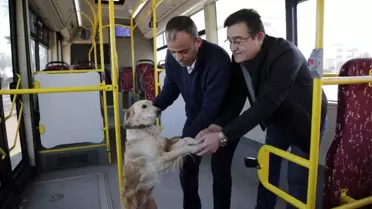 Üşüyen köpek yolcularla şehir turu attı