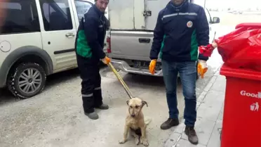 Aracın çarptığı köpek Hayvan Hastanesi'nde tedavi altına alındı