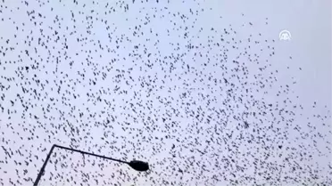 Yüzlerce kuşun toplu uçuşu dikkati çekti