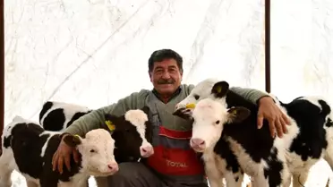 Besicinin çifte ikiz buzağı sevinci