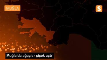 Muğla'da ağaçlar çiçek açtı
